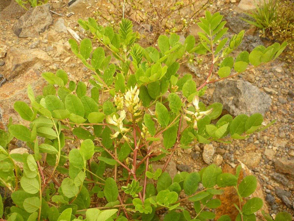 Astragalus glycyphyllos (Fabaceae)